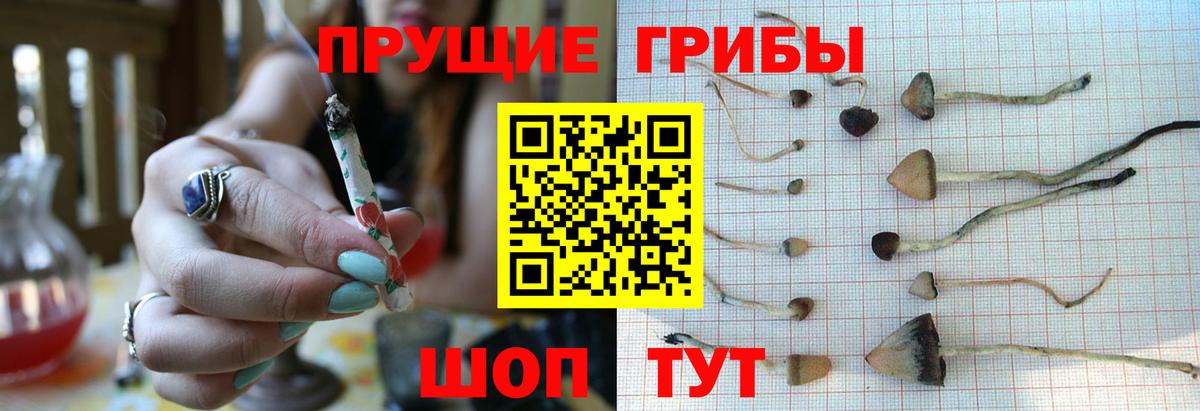 Галлюциногенные грибы Psilocybe  Псилоцибиновые грибы MAGIC MUSHROOMS  хочу   Вход с VPN  Павловский Посад 